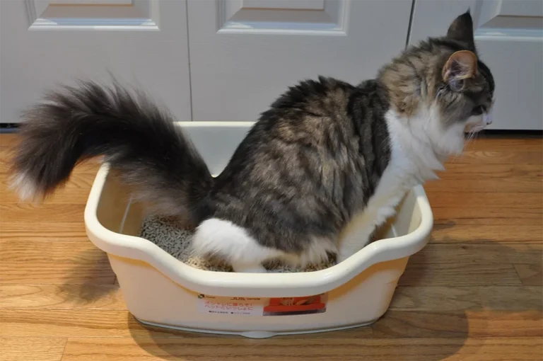 Best Cat Litters for Maximum Odor Control