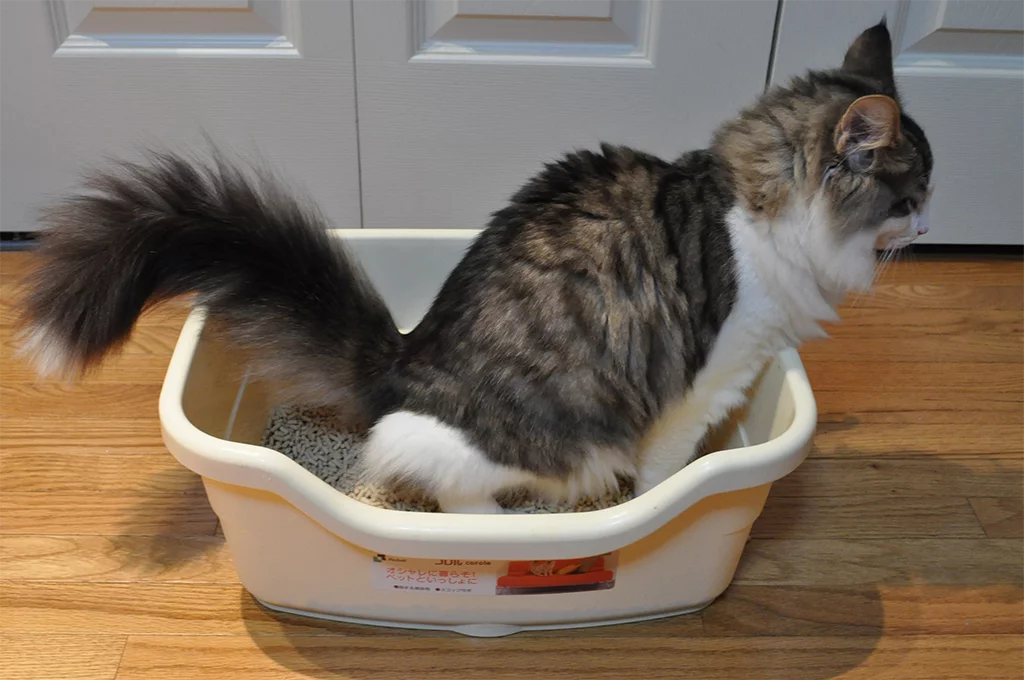 Best Cat Litters for Maximum Odor Control