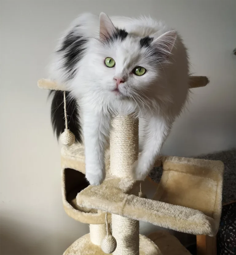 Best Multi-Level Cat Trees for Scratching and Climbing