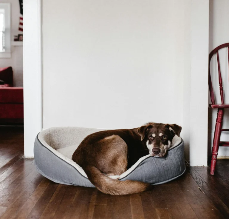 Best Dog Beds to Keep Your Pet Cozy and Happy