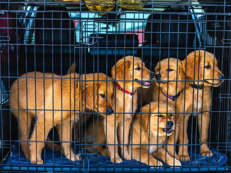 Best Travel-Friendly Dog Crates