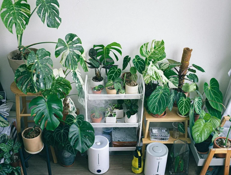 Best Home Humidifiers to Beat Dry Air