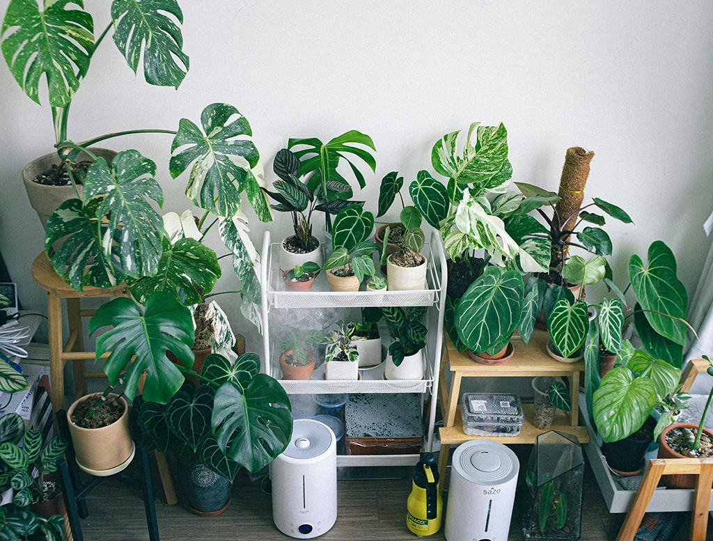 Best Home Humidifiers to Beat Dry Air