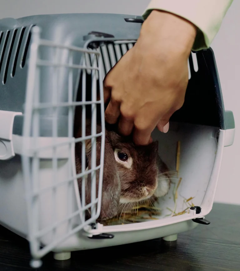 Pet Carriers That Make Trips Stress-Free