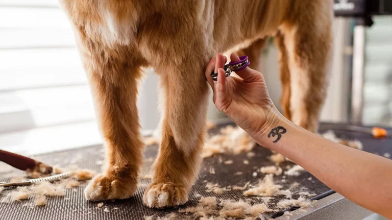 Best Pet Grooming Kits for Home Use
